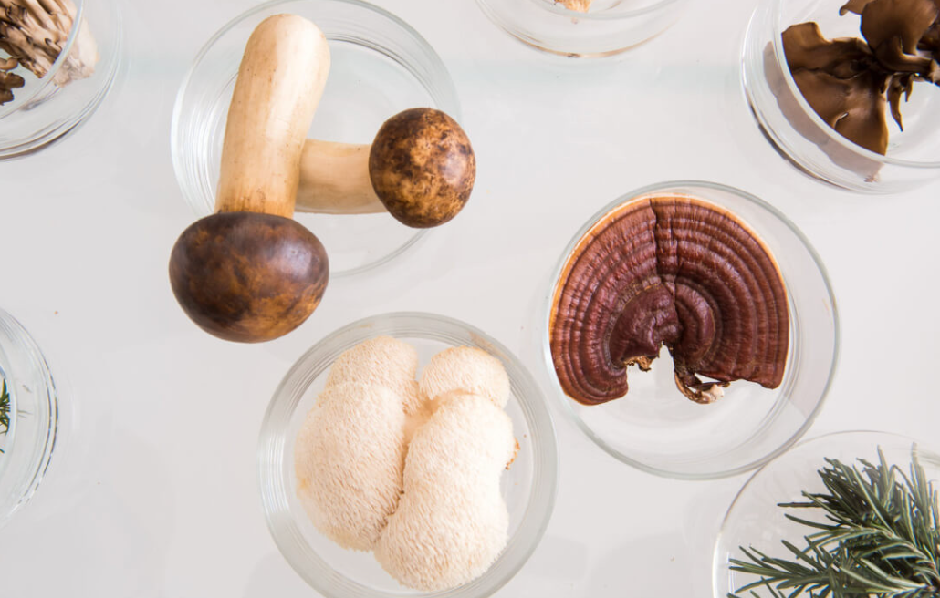 Des champignons pour se sentir bien dans sa tête ?